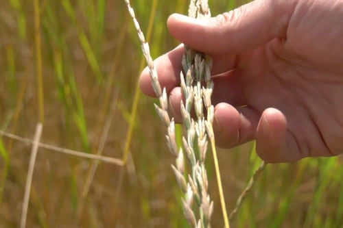 CTV National News: Researchers say this grain could make farming cheaper and easier