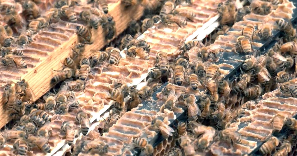 CTV National News: Canadian beekeepers brace for impact as tariffs ...