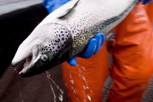 Calls to evict some West Coast salmon farms takes centre stage in Ottawa