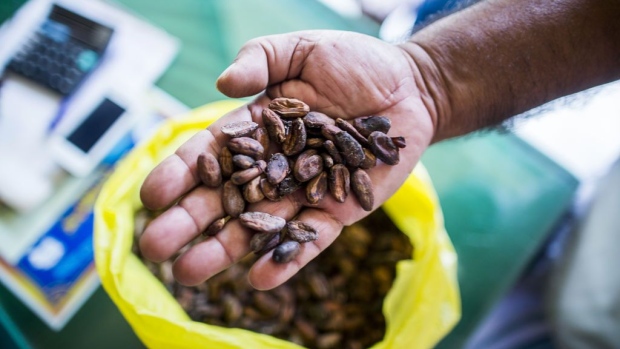 Cocoa beans. Source: Bloomberg